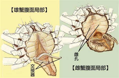 毛蟹穴